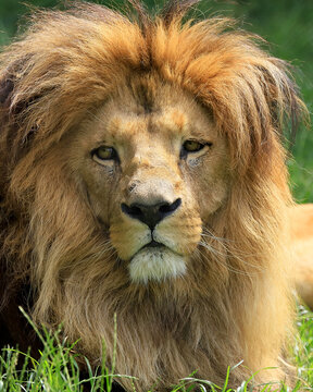 WROCLAW, POLAND - JUNE 09, 2020: Angolan lion (Panthera leo melanochaita). ZOO in Wroclaw, Poland.