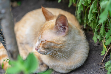 Cat sleeping on the ground