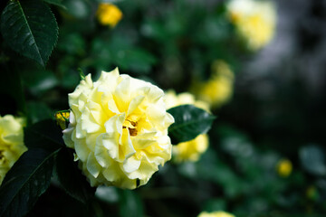A blossoming bud of a growing yellow rose