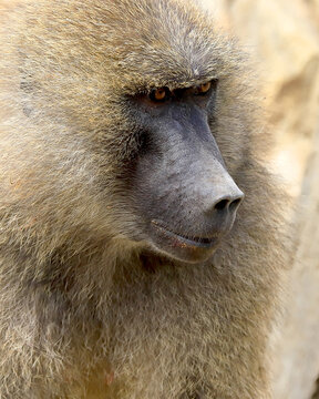 WROCLAW, POLAND - JUNE 09, 2020: Yellow baboon (Papio cynocephalus) is an old world monkey inhabiting open woodlands and grasslands of Africa south of the Sahara. ZOO in Wroclaw, Poland.