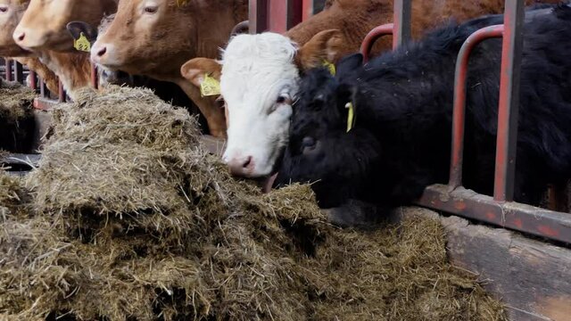 Cattle eating silage grass through a gate in a shed at a farm 
