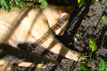Cat sleeping on the ground