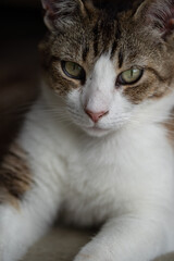 Obraz premium Picture of a cute cat relaxing