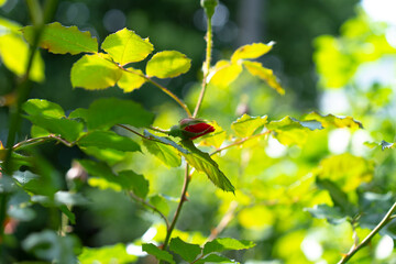 Growing rose on a background of plants