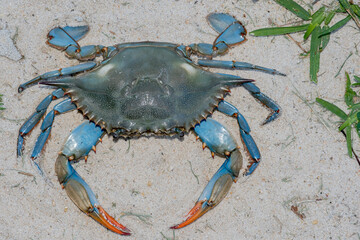 Close Up of Louisiana Blue Crab in Sand