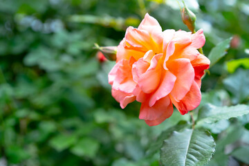 Pink rose growing on a background of plants