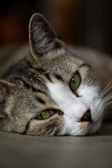 Picture of a cute cat relaxing