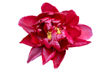 Red peony flower isolated on white background