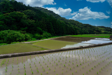 Pictures of beautiful rural villages after rice planting