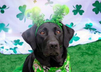 st. patrick's day dog