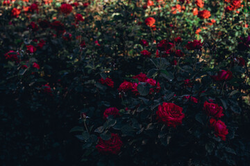 Red roses grow in the ground