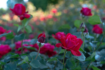 Fototapeta na wymiar Glade of growing and blooming roses