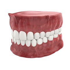 Mouth Gum and Teeth Isolated