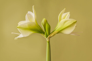 Hippeastrum (amaryllis) Galaxy Group 