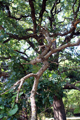 Fototapeta premium tree in the woods