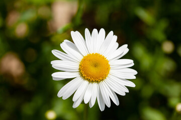 Fototapeta premium Lonely flower of a white garden daisy on a green background. View from above.