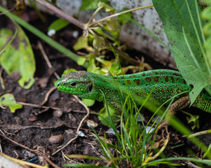 Beautiful green lizard in the natural environment