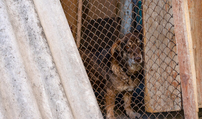 A locked dog looks through an iron grate