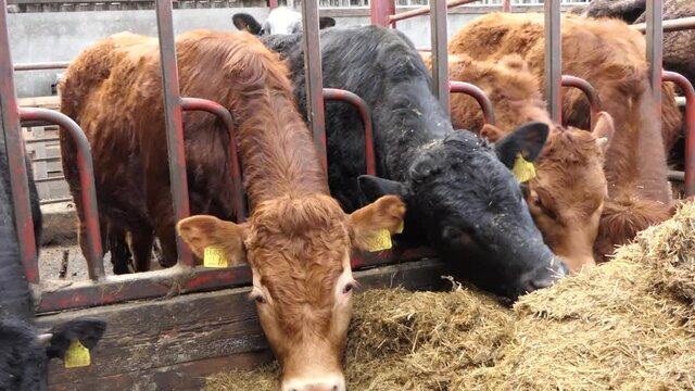 Cattle eating silage grass through a gate in a shed at a farm 