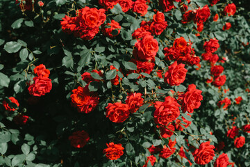 Fototapeta na wymiar Flowering bush of red roses