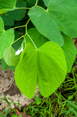 A green leaves of tropical plant Orchid Tree (Bauhinia purpurea)
