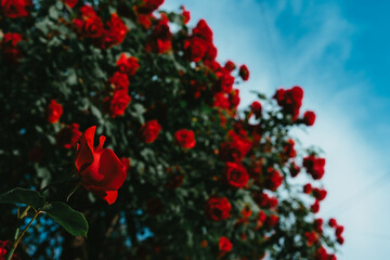 Red rose bush with many flowers