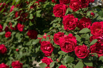 Red rose bush with blooming buds