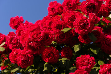 Red rose bush with blooming buds