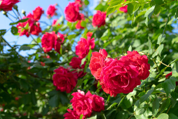 Bush of a red growing and blooming rose