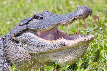 American Alligator with Mouth Wide Open in Southwestern Louisiana Marsh