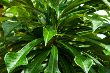 Green leaves of the tropical plant Frangipani Trees (Genus Plumeria)