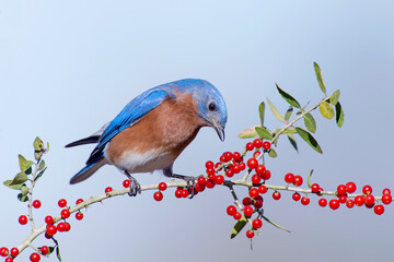 Eastern Bluebird Perched on Sprig of Holly with Ripe Red Berries