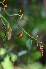 red and yellow leaves