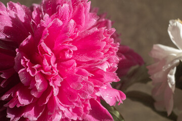 The peony bud with dew drops. Pink flower with water drops