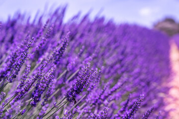 Fototapeta premium Lavender field in sunlight. Beautiful image of lavender field.Image for natural background. Blooming rows lavender flowers panorama. Gordes, Vaucluse, Provence, France, Europe.