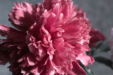The peony bud with dew drops. Pink flower with water drops