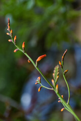 red and yellow flowers