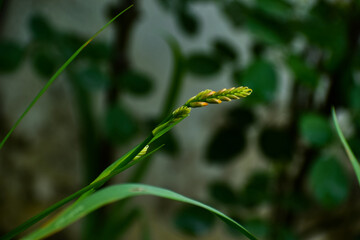 caterpillar on the grass