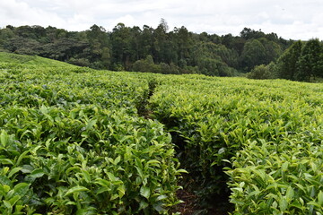 Fototapeta na wymiar Path in a Tea Farm 