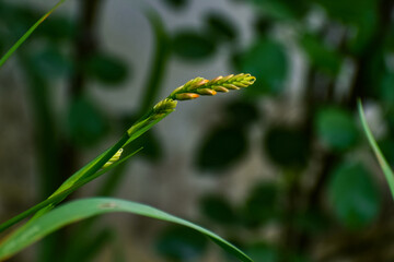 caterpillar on a leaf
