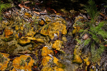 Texture of algae floating on the water surface with the little stream. 