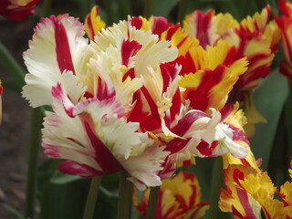 Wei&szlig;-rot und gelb-rot gestreifte Tulpen