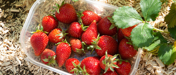 Bannière de cueillette des fraises au potager