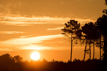 Fototapeta na wymiar beautiful sunrise over the forest