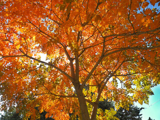A view of orange autumn leaves in the park on a sunny day of October                    