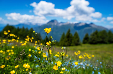 Panorama of beautiful countryside of Swiss Alps. Sunny afternoon. Wonderful springtime landscape in mountains. Grassy field and spring flowers. Rural scenery.