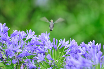 hummingbird over the Agapanthus africanus