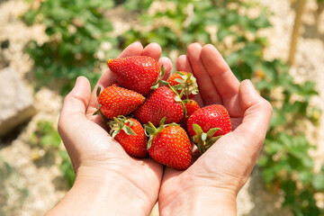 Fraises fraîchement cueillies dans les mains tendues d'une femme dans un potager un jour...