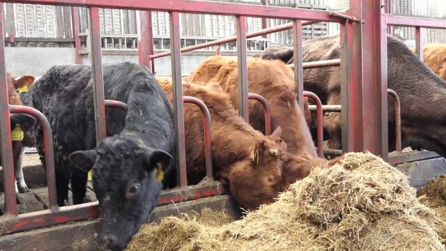 Cattle eating silage grass through a gate in a shed at a farm 