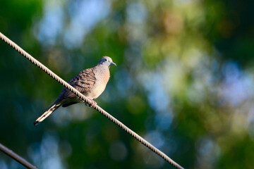 Spotted Dove is on a branch